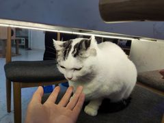 -喵园·猫主题咖啡厅·撸猫·猫咖(国贸店)