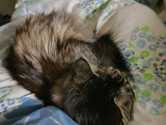 -纳吉亚猫专科动物医院·北北分院