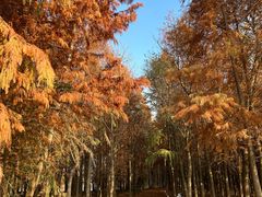 -上海海湾国家森林公园