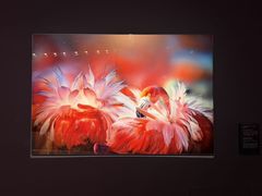 -罗红摄影艺术馆