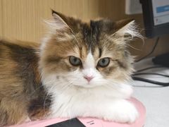 -瑞派康怡24h宠物医院·犬猫医疗中心·微创绝育(瑞景分院)