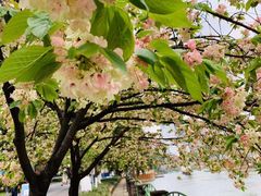 -成都市活水公园