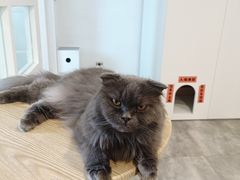 -楼上猫咖(罗湖店)