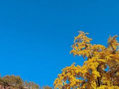 -三里屯东五街银杏大道