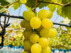 -海堤葡萄园中小学生研学基地