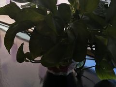 -比格比萨自助(商业大厦店)