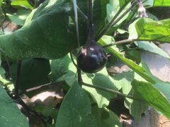 -万源龙顺度假庄园生态观光园