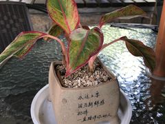 -胡里山炮台