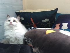 -Bastet sally猫舍购宠(静安店)