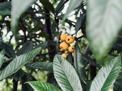 -塘栖枇杷特色园区