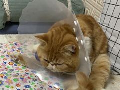 -纳吉亚猫专科动物医院博雅分院