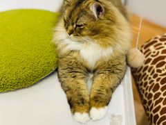 -COLOR PETS 撸猫馆·购猫·猫咖(长风大悦城店)