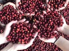 -参差咖啡(水果湖公园店)