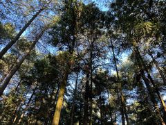 -重庆睡佛山森林公园