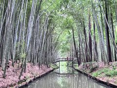 -同里国家湿地公园