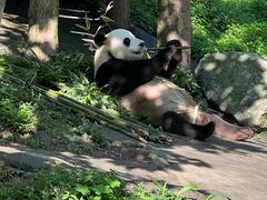 -都江堰中华大熊猫苑