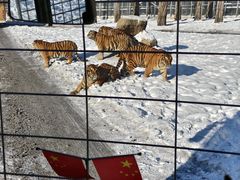 -横道河子东北虎林园