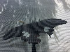 -泰山花样年华景区