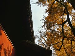 -大觉寺-停车场