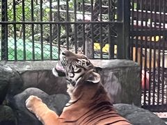-海南热带野生动植物园