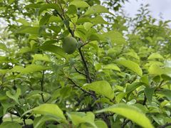 -天鹅湖体育公园