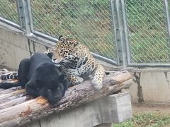 -石家庄市动物园