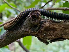 -鲁山国家森林公园