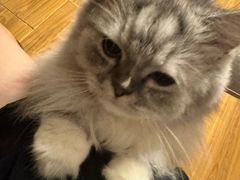 -瑞鹏宠物医院·骨科·猫科·内科(第一中心)