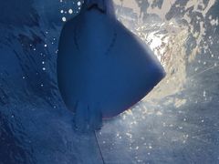 -泉城欧乐堡海洋极地世界