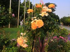 -深圳国际园林花卉博览园