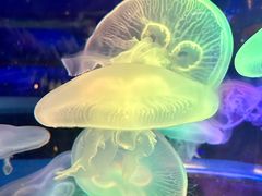 -太平洋海底世界