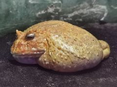 -上海大自然野生昆虫馆(东方明珠·爬宠昆虫探索中心)