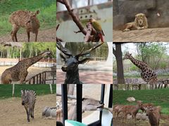 -北京野生动物园