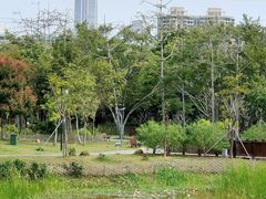 -福田红树林生态公园