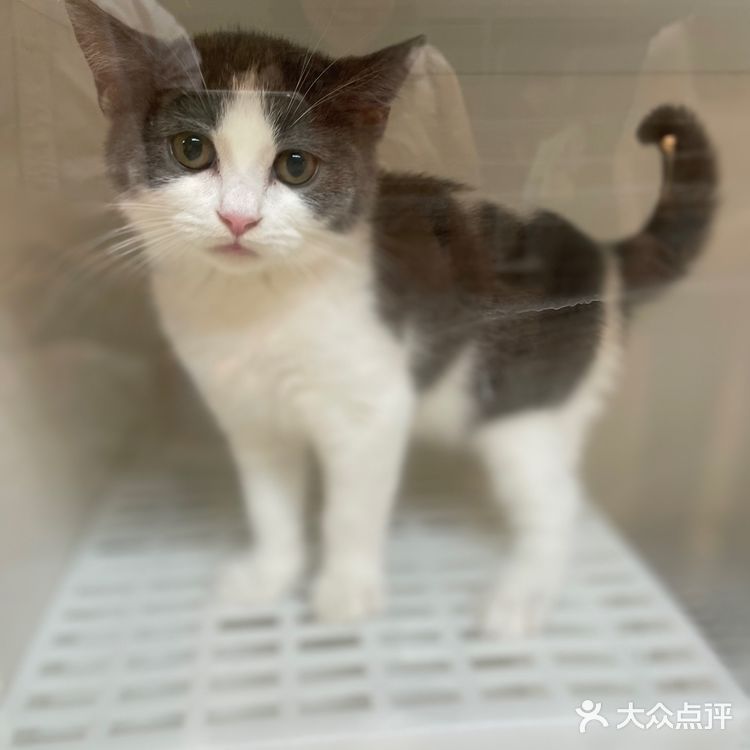 哗🙀全网no.1的猫舍原来在这里㊙️养猫有明灯🐈保180天