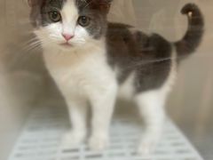 -lincat·猫舍(广州店)