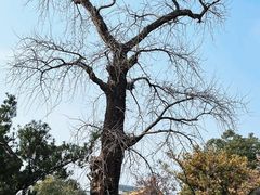 -苏州文庙(姑苏区)