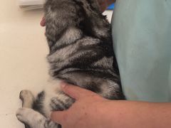 -福懋动物医院·犬猫全科·外科·重症科(杏林分院)