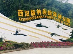 -西双版纳原始森林公园