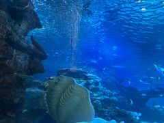 -太平洋海底世界