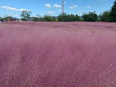 -羊亭河湿地公园