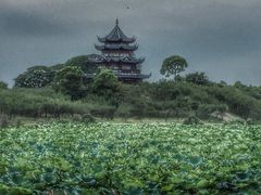 -上海海湾国家森林公园