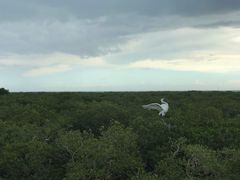 -北海金海湾红树林生态旅游区