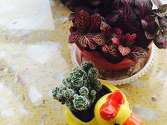 iphone_upload_pic-秦美花卉(天朗·莱茵小城2期店)