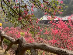 -木兰云雾山