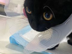 -佳怡动物医院·平价24小时·猫专科骨外科