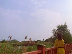 -芒洲湿地公园