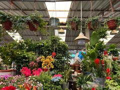 -曲阳花鸟市场(曲阳路店)