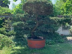 -黄海国家森林公园