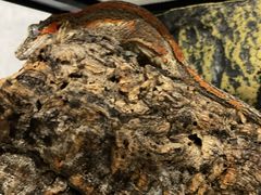 -酷以爬仙阁实体爬宠店·守宫·蜥蜴·专业繁育